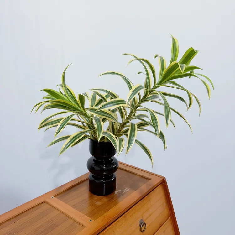 【金边百合竹】水培植物室内四季常青好养客厅办公室桌面花卉绿植