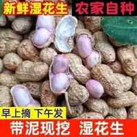 新鲜现挖带壳湿花生农家自种可水煮凉拌当季花生