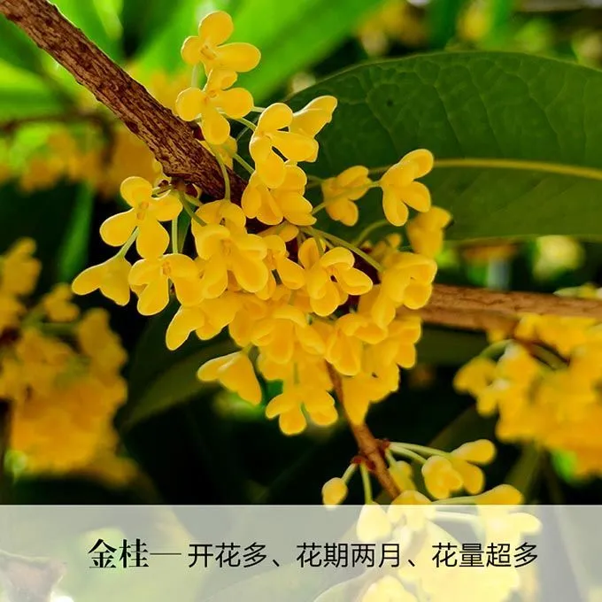 金多多家 老金贵流苏嫁接 丹桂 朱砂 沉香桂浓香型老桂花