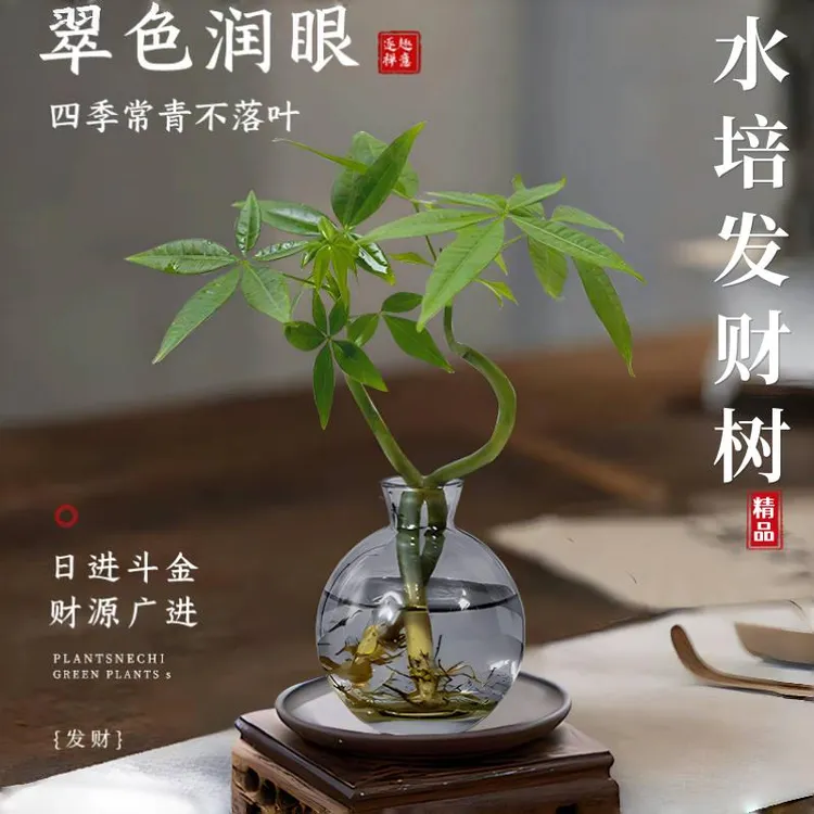 室内小绿植【八方来财】奇趣水培发财树耐旱耐热四季好养办公室懒