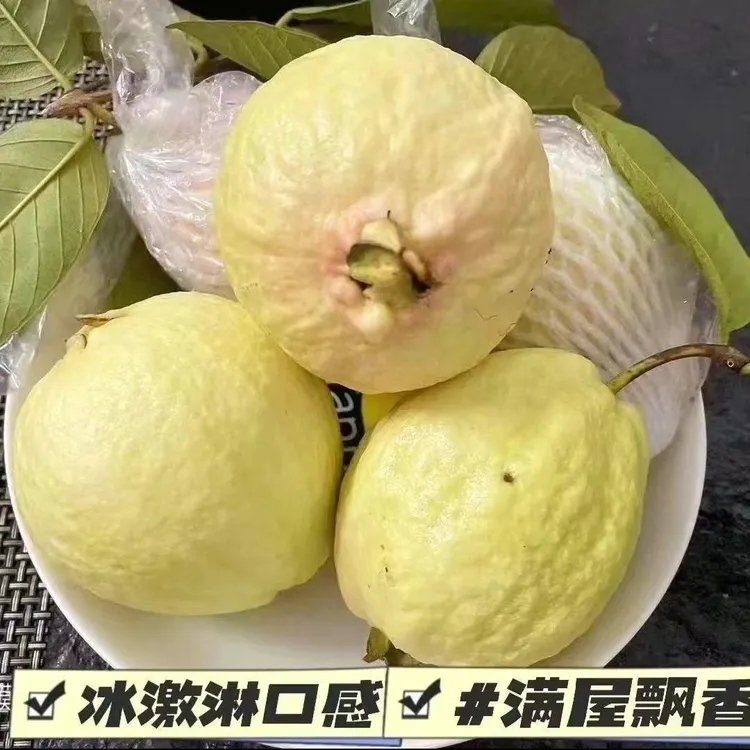 广西番石榴白心奶油芭乐正宗软糯香甜冰淇淋口感当季水果产地直发