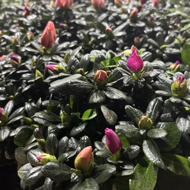 多杆双色杜鹃花室内外养殖精品植物