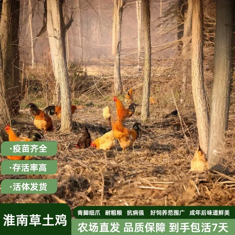 发货均重1.8-2.1斤正宗淮南草青脚细爪土鸡宠物鸡活体疫苗齐好养