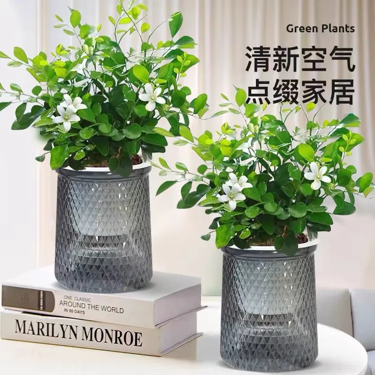 水培植物九里香四季花卉绿植盆栽室内绿植浓香好养水培绿植