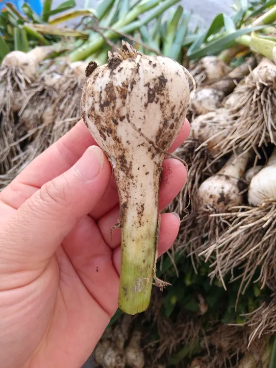 东北白皮青蒜不扒皮短梗短须