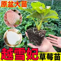 原土原盆越雪妃草莓苗秧粉玉红颜真红美玲天使ae白黑红果草莓阳台