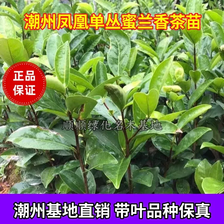 正宗潮州单丛茶苗 鸭屎香蜜兰香乌叶白叶茶苗 带土带叶发货易种植