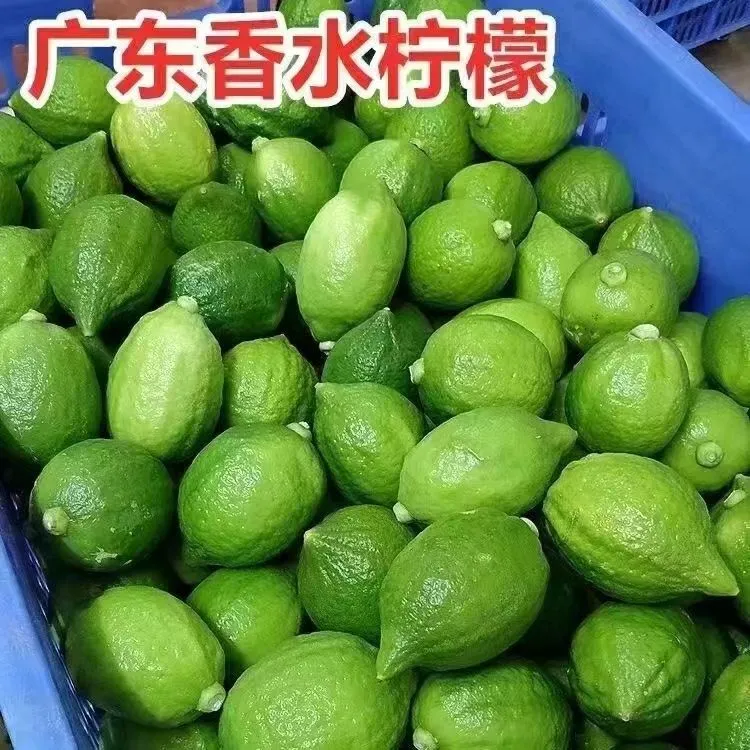 广东香水柠檬新鲜现摘清香多汁奶茶咖啡店专用