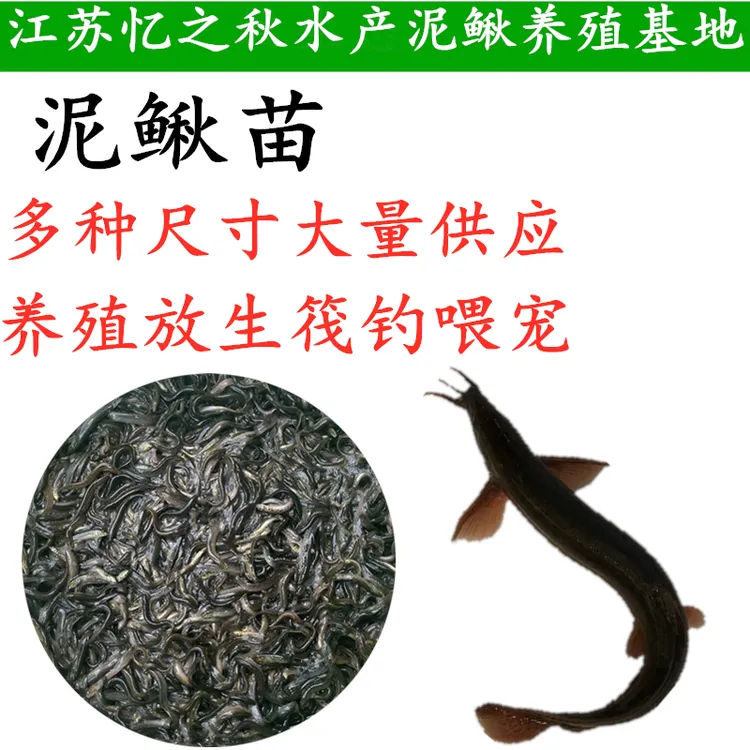 台湾小泥鳅苗鲜活本地青鳅东北金鳅杂交水花养殖筏钓淡水乌龟饲料
