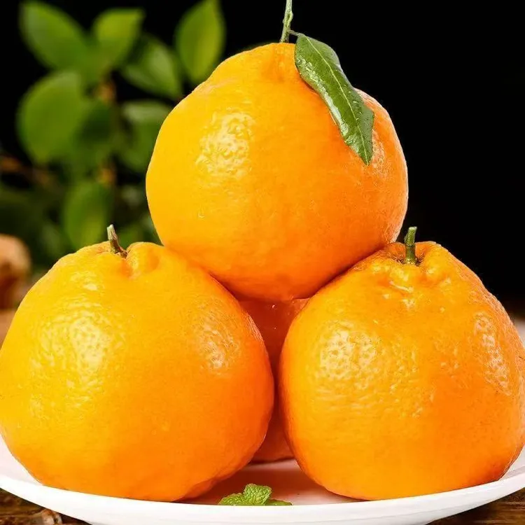四川春见耙耙柑产地直发新鲜多汁当季手剥水果非爱媛果冻橙香甜