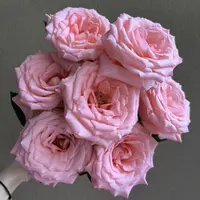 【黛安娜玫瑰 温柔粉】源头云南基地直发鲜花玫瑰花 新鲜现采现发
