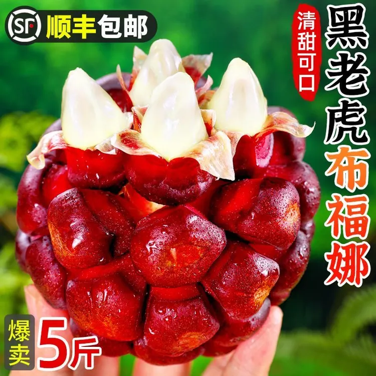 顺丰包邮黑老虎布福娜恶魔果实酒饭团血藤果新鲜水果稀少罕见