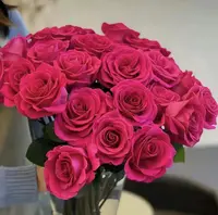 【20支-弗洛伊德 B级】鲜花任意满2单发冷链或空运 云南鲜花
