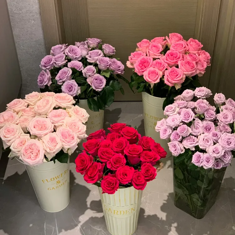 【玫瑰大全】新疆西藏北方可发/拉萨乌市4单包邮