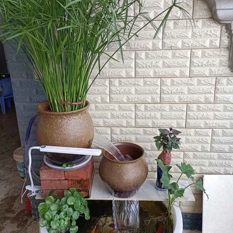 水竹大型绿植绿植盆栽可土培水培用于室内外鱼池庭院造景净化水质