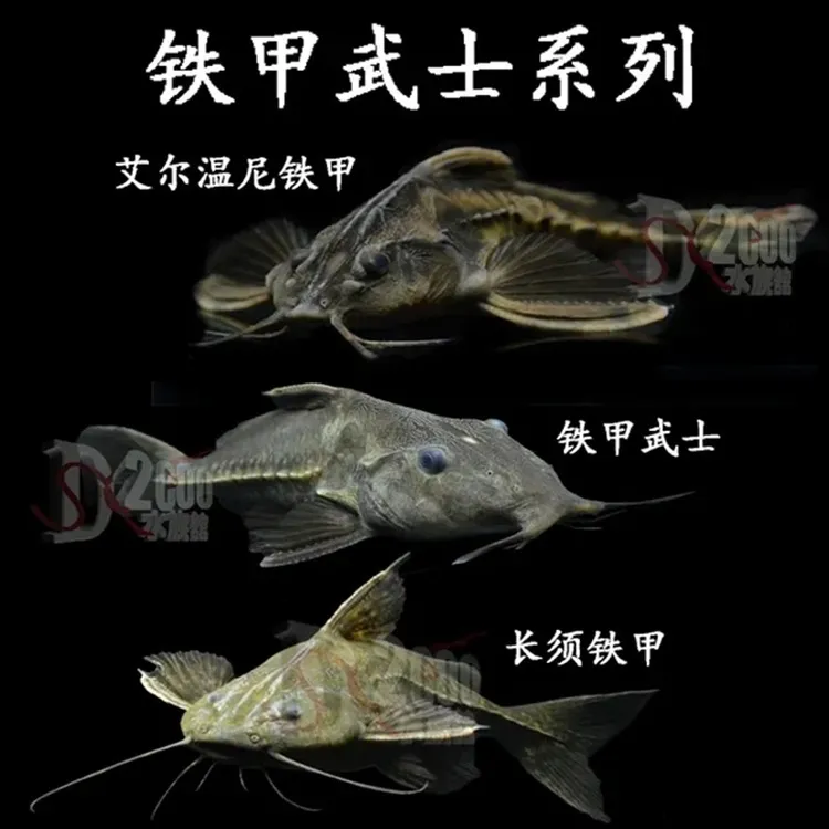 普通铁甲武士鱼鲶鱼活体艾尔温尼铁甲长须底栖大型鱼大尺寸观赏鱼
