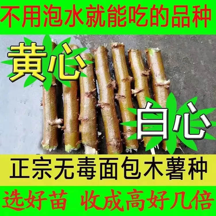 广西黄心木薯种苗华南9号优质高产种苗白肉面包抗旱抗病食用木薯