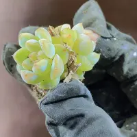 精品冰葡萄2米3颗