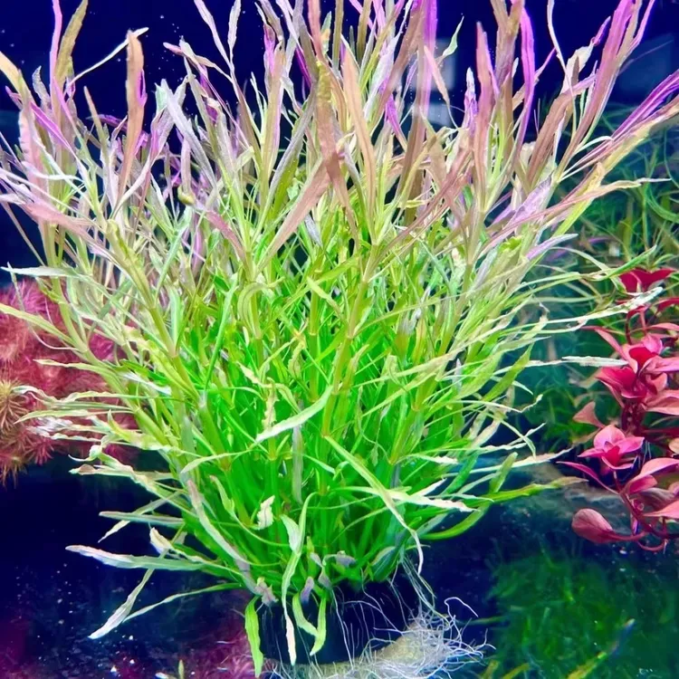 巴西百叶坨草大坨鱼缸造景新手水族真水草中后景水培增氧净化水质