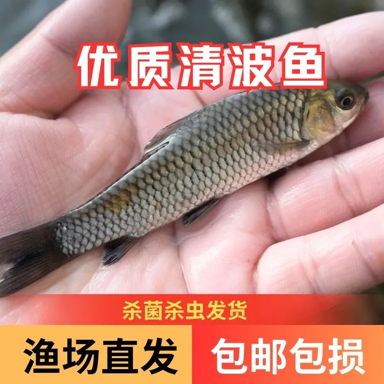 【活体】优质清波鱼青板乌鳞鱼观赏鱼淡水鱼渔场直发
