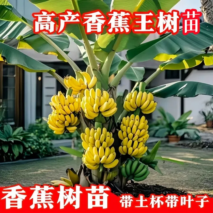 矮化香蕉树苗高产香蕉王中焦九号粉蕉苗当年结果南方果苗带土带叶