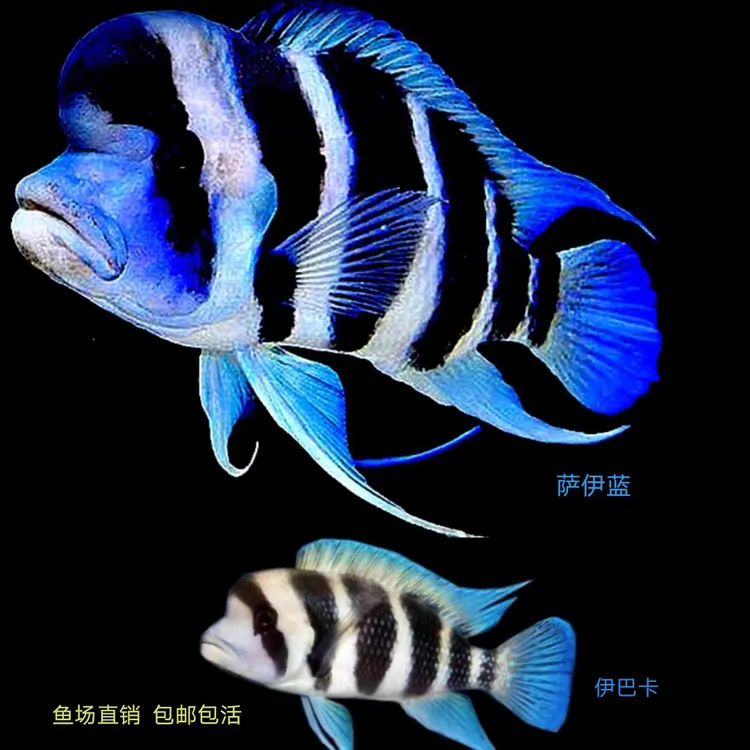 六间鱼活体萨伊蓝六间伊巴卡布隆迪大型南美雕科鱼热带观赏鱼淡水