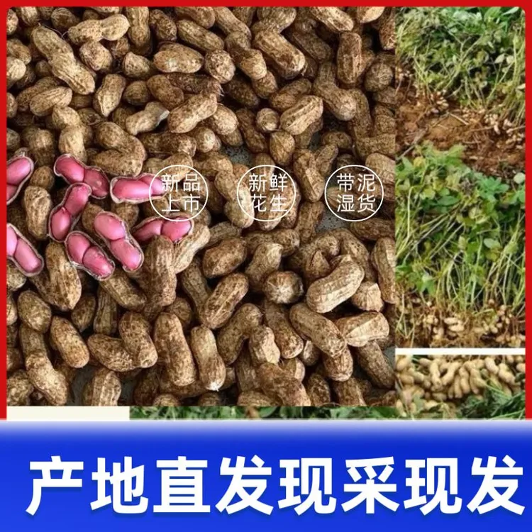 【25年现挖新鲜湿花生】带壳红皮粉皮农家现挖生花生生吃水煮饱满