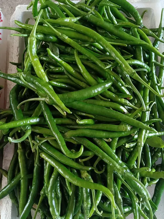 贵州正宗樟树品种薄皮辣椒新鲜香辣虎皮青椒
