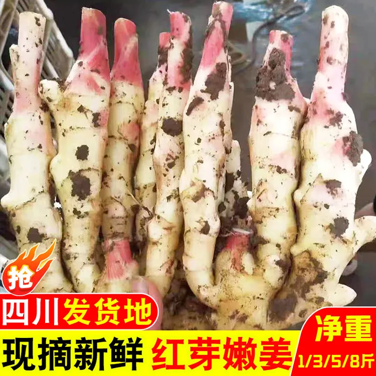 2025四川新鲜现挖红芽嫩姜当季大仔姜嫩生姜脆嫩醋泡仔姜整箱批发