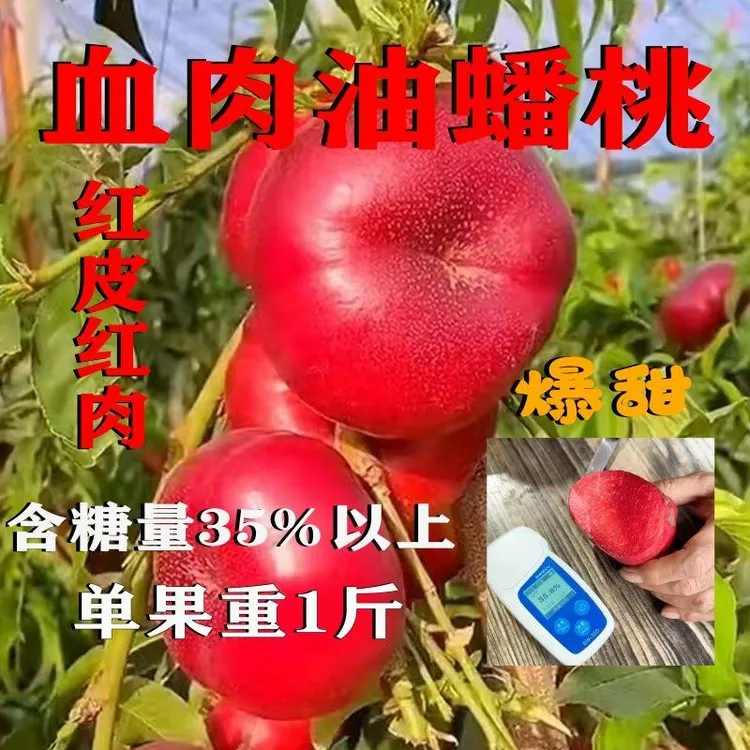新品红肉蟠桃树苗嫁接苗南方北方种植庭院盆栽果树苗现挖现发