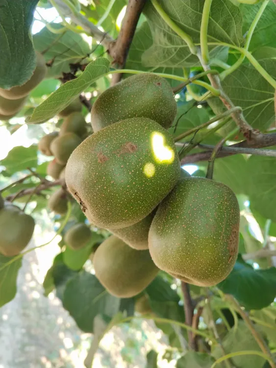 上虞红心猕猴桃新鲜应季孕妇小孩水果香甜多汁