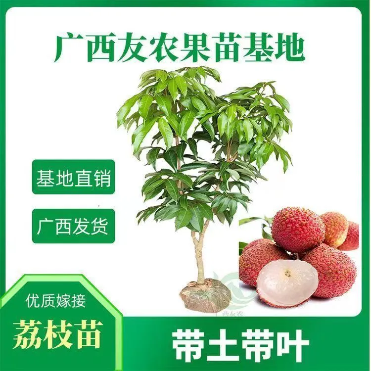 正品嫁接荔枝果树苗贵味冰荔枝糯米糍无核荔枝广西发货南方