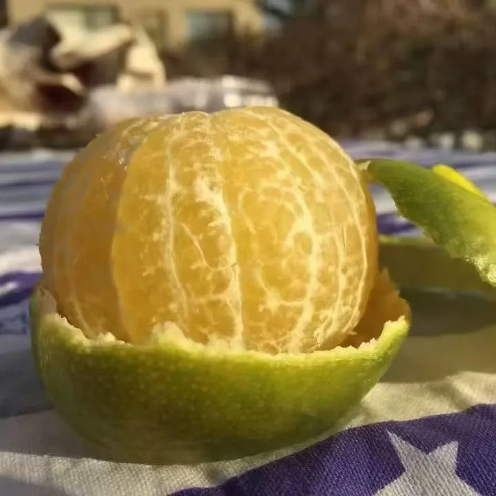 广西武鸣皇帝柑新鲜现采当季水果清甜多汁大果贡柑