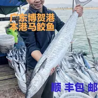 【马鲛仔海产】13斤正宗马鲛鱼 整条切片新鲜速冻 顺丰包邮 博贺港