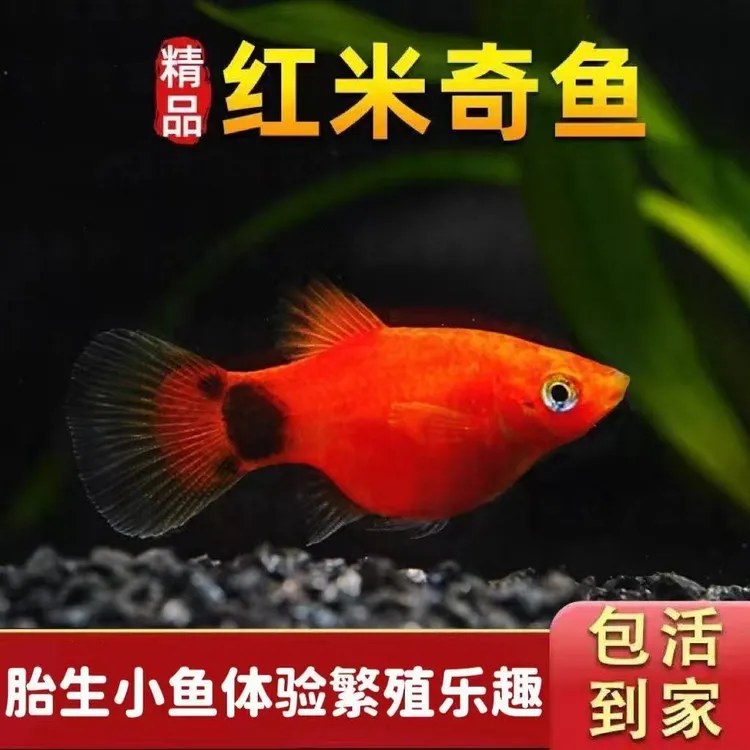 【红米奇】鱼观赏鱼胎生鱼饲料活体孕母鱼淡水小型热带易活耐好养