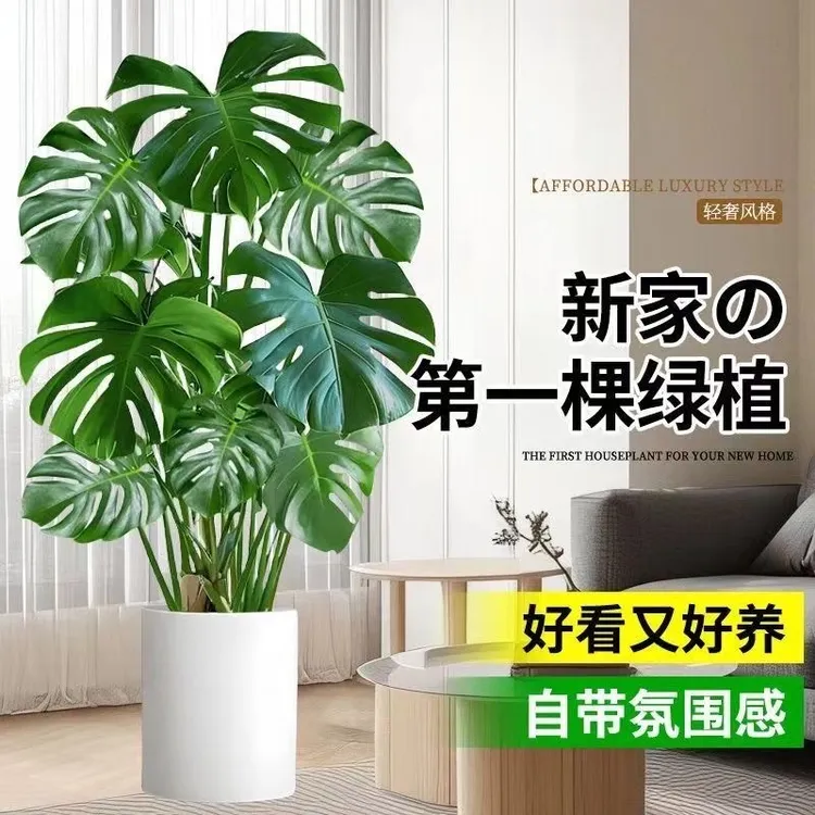 「邵掌柜专属」大型龟背竹大叶老桩龟背四季常青净化空气吸甲醛绿植