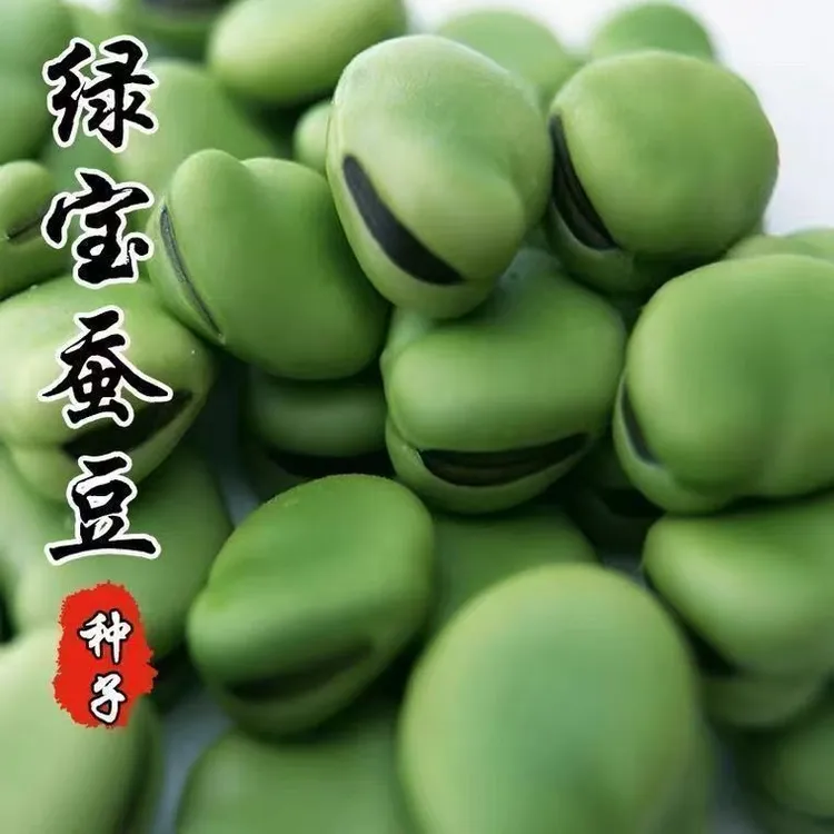 【绿宝蚕豆种子】特大罗汉豆种籽春秋冬季播种耐寒胡豆籽