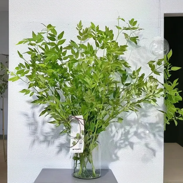 配草【清香木/红继木/绿灵草/红豆/九星叶】云南省鲜花批发喷泉新鲜