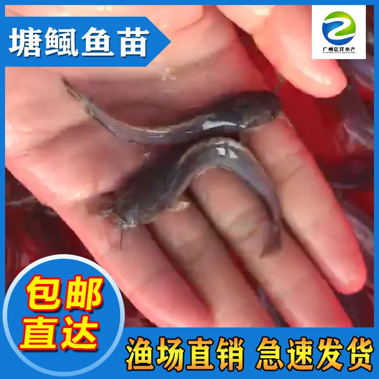 皇妃一号本地塘角鱼淡水养殖包邮广东广州发货
