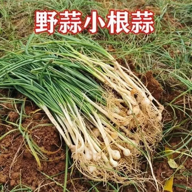 贵州新鲜野葱野山葱洋芋折耳根野蒜现挖深山特色生活农村蔬菜薤白