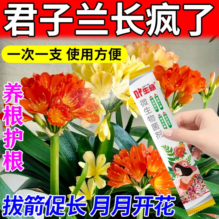 君子兰专用拔箭催花生根养根促箭剂防黄叶烂根不对称微生物营养肥
