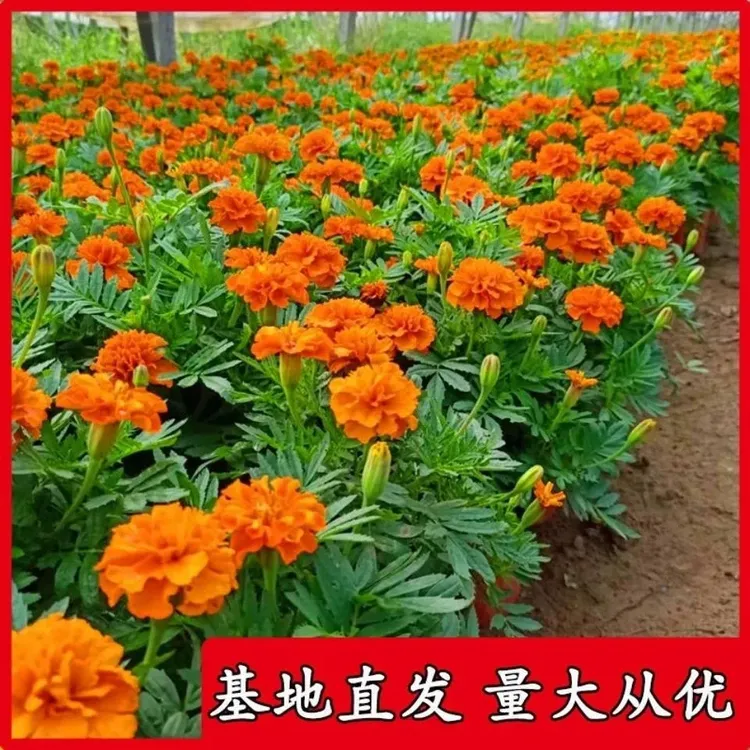 万寿菊盆栽孔雀草花苗万寿菊四季耐旱花期长阳台庭院市政工程绿化