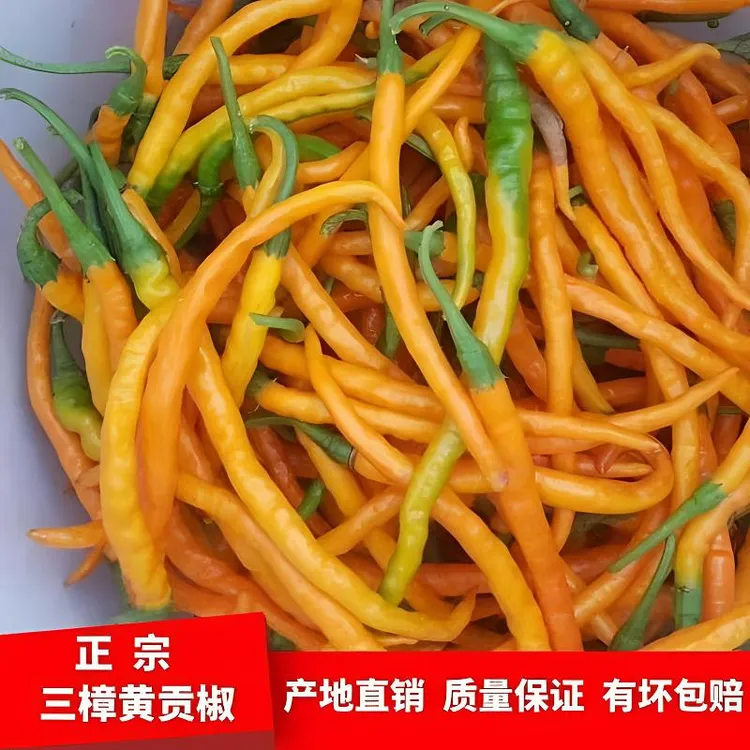 湖南特产衡东三樟新鲜黄贡椒新鲜辣椒