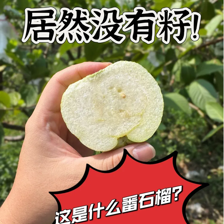 Niutianyang/牛田洋水晶种番石榴（4斤装）当天摘顺丰当天发包赔