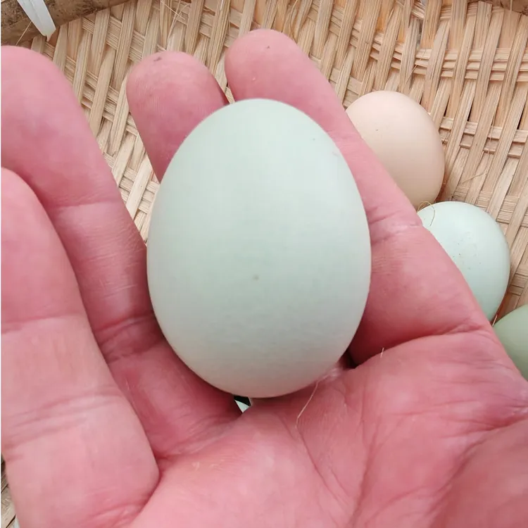 正宗散养绿壳五黑溜达鸡蛋新鲜孕妇可食健康