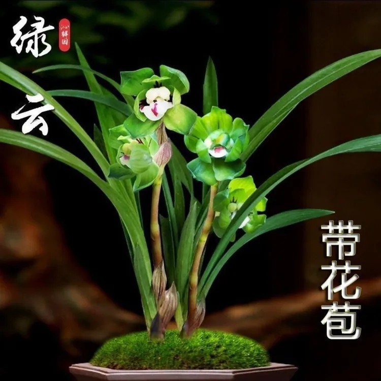 原盆原土带花苞浓香型矮种老种春兰绿云江浙室内兰花盆栽绿植花卉