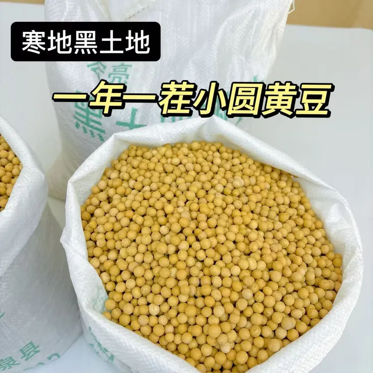 2025东北黑土地非转基因东生一号农家自种小粒黄豆大豆