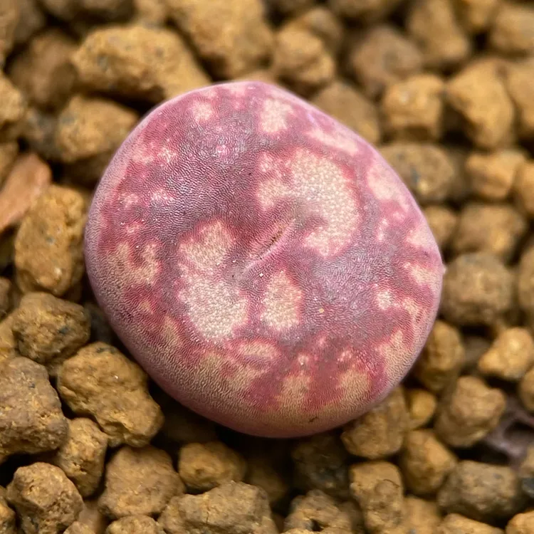 ➊「001-048」肉锥杂交优选 番杏科 多肉植物一物一拍