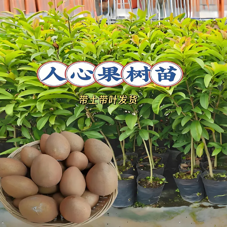 四季人心果苗嫁接大果庭院盆栽人心果树苗原土带叶地栽当年结果