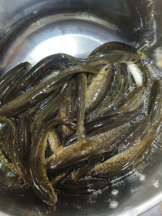 东北冷水柳根鱼鲜活发货